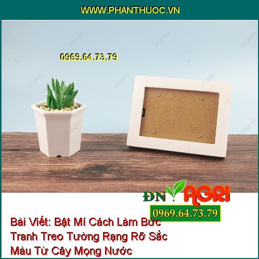 Bài Viết: Bật Mí Cách Làm Bức Tranh Treo Tường Rạng Rỡ Sắc Màu Từ Cây Mọng Nước