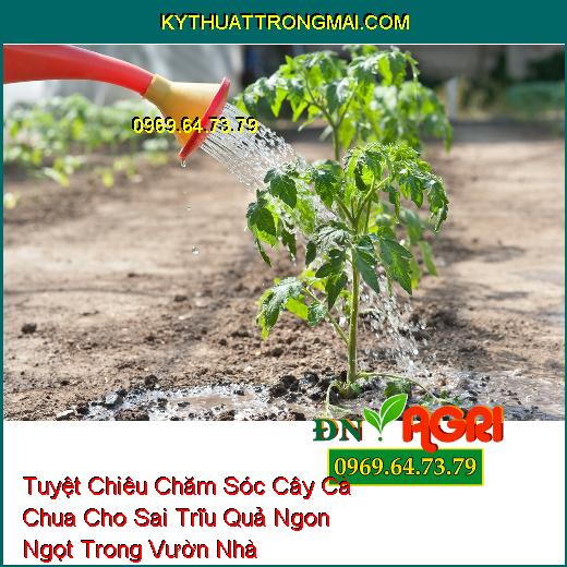 Tuyệt Chiêu Chăm Sóc Cây Cà Chua Cho Sai Trĩu Quả Ngon Ngọt Trong Vườn Nhà