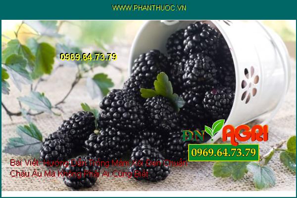 Hướng Dẫn Trồng Mâm Xôi Đen (Blackberries) Chuẩn Châu Âu Mà Không Phải Ai Cũng Biết