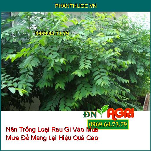 Nên Trồng Loại Rau Gì Vào Mùa Mưa Để Mang Lại Hiệu Quả Cao