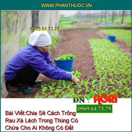 Chia Sẻ Cách Trồng Rau Xà Lách Trong Thùng Có Chứa Cho Ai Không Có Đất Trồng