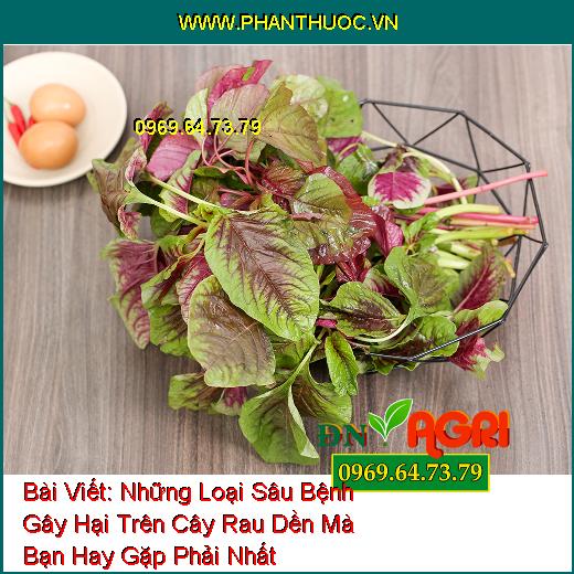 Những Loại Sâu Bệnh Gây Hại Trên Cây Rau Dền Mà Bạn Hay Gặp Phải Nhất