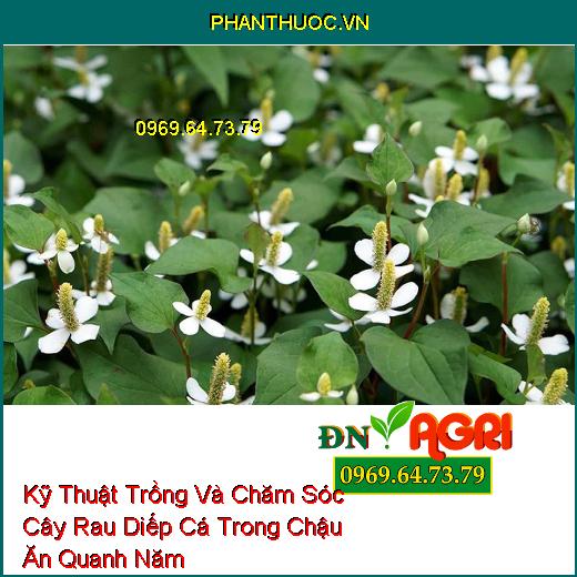 Kỹ Thuật Trồng Và Chăm Sóc Cây Rau Diếp Cá Trong Chậu Ăn Quanh Năm