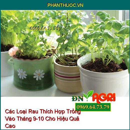 Các Loại Rau Thích Hợp Trồng Vào Tháng 9-10 Cho Hiệu Quả Cao