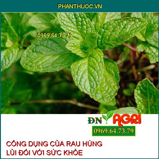 CÔNG DỤNG CỦA RAU HÚNG LỦI ĐỐI VỚI SỨC KHỎE