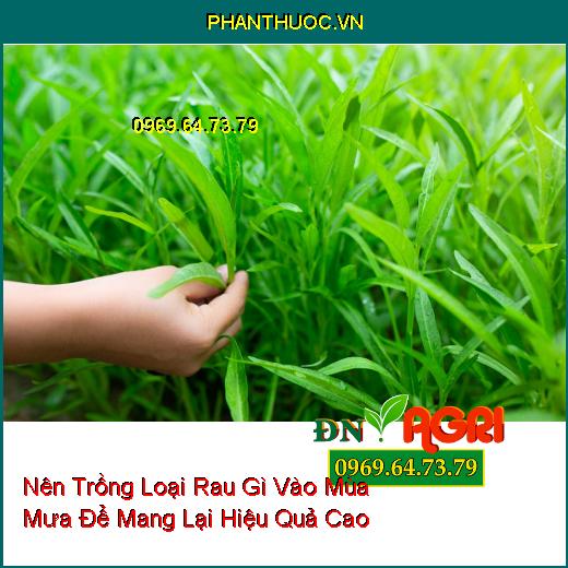 Nên Trồng Loại Rau Gì Vào Mùa Mưa Để Mang Lại Hiệu Quả Cao