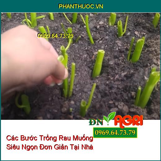 Các Bước Trồng Rau Muống Siêu Ngọn Đơn Giản Tại Nhà  