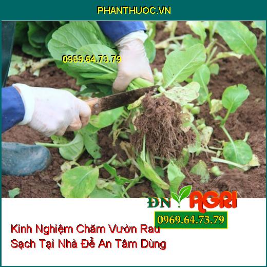 Kinh Nghiệm Chăm Vườn Rau Sạch Tại Nhà Để An Tâm Dùng