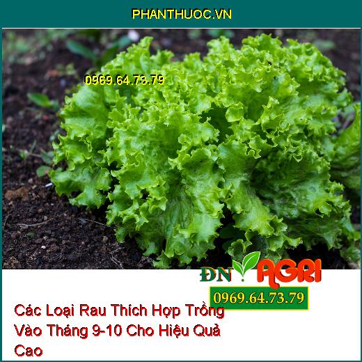 Các Loại Rau Thích Hợp Trồng Vào Tháng 9-10 Cho Hiệu Quả Cao