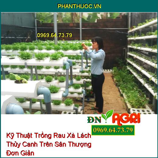 Kỹ Thuật Trồng Rau Xà Lách Thủy Canh Trên Sân Thượng Đơn Giản