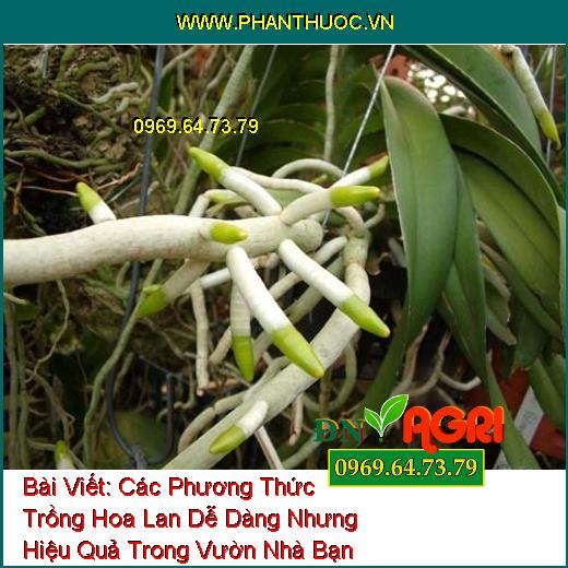 ắt tỉa thân cây lan