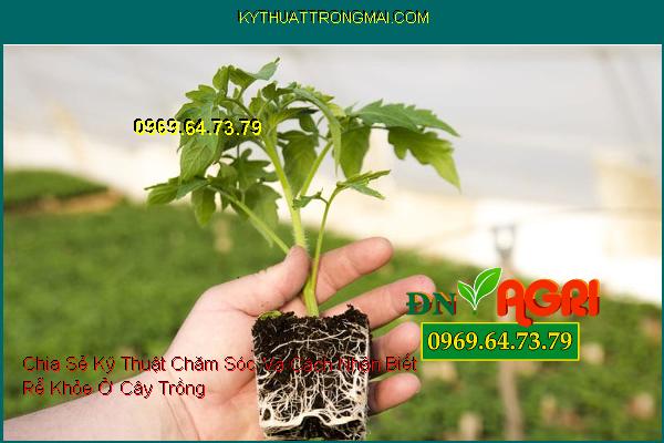 Chia Sẻ Kỹ Thuật Chăm Sóc Và Cách Nhận Biết Rễ Khỏe Ở Cây Trồng Giúp Mang Tới Hiệu Quả Cao