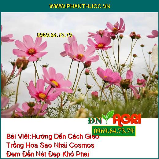 Hướng Dẫn Cách Gieo Trồng Hoa Sao Nhái Cosmos Đem Đến Nét Đẹp Khó Phai