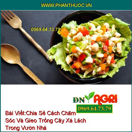 Chia Sẻ Cách Chăm Sóc Và Gieo Trồng Cây Xà Lách Trong Vườn Nhà