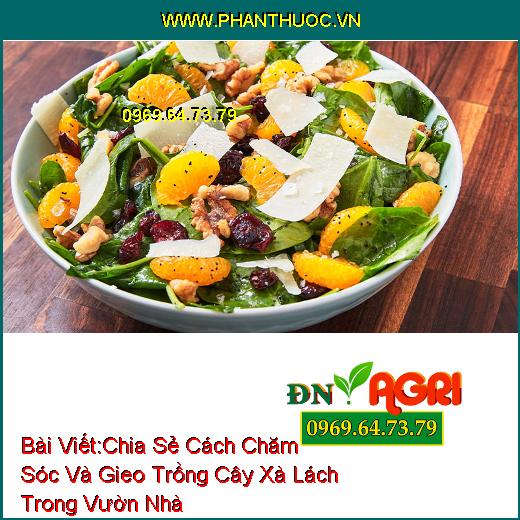 Chia Sẻ Cách Chăm Sóc Và Gieo Trồng Cây Xà Lách Trong Vườn Nhà