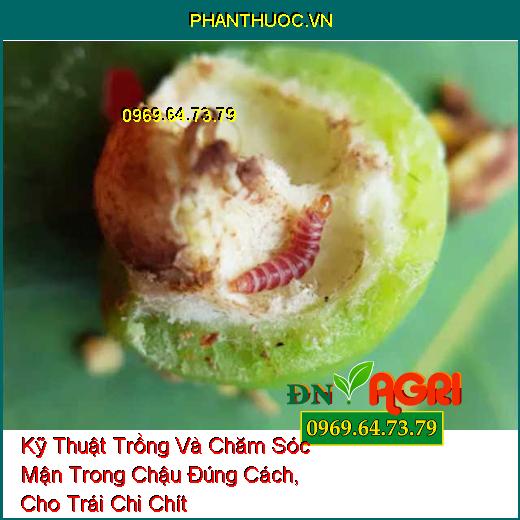 Kỹ Thuật Trồng Và Chăm Sóc Mận Trong Chậu Đúng Cách, Cho Trái Chi Chít