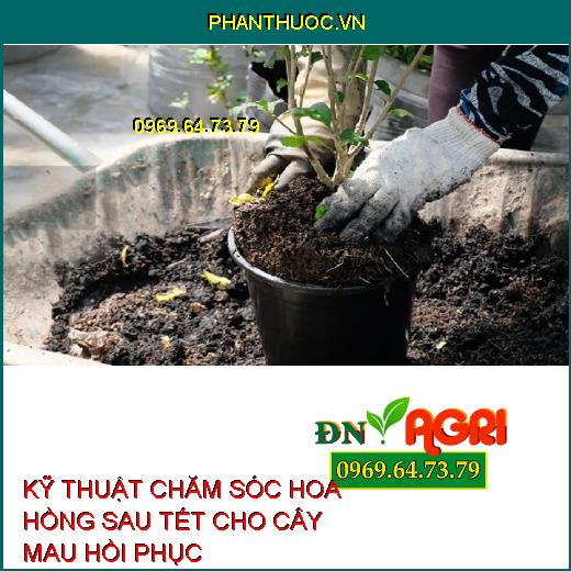 KỸ THUẬT CHĂM SÓC HOA HỒNG SAU TẾT CHO CÂY MAU HỒI PHỤC