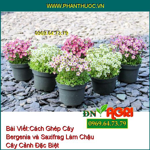 Cách Ghép Cây Bergenia và Saxifrag Làm Chậu Cây Cảnh Đặc Biệt