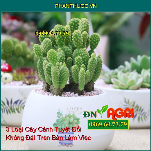 3 Loại Cây Cảnh Tuyệt Đối Không Đặt Trên Bàn Làm Việc