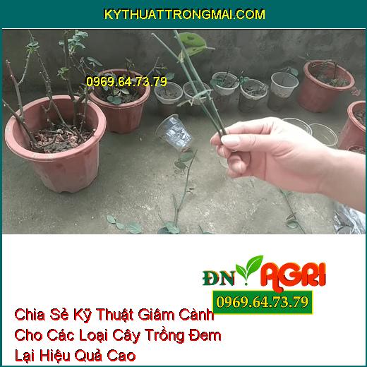 Chia Sẻ Kỹ Thuật Giâm Cành Cho Các Loại Cây Trồng Đem Lại hiệu Quả Cao