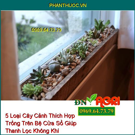 5 Loại Cây Cảnh Thích Hợp Trồng Trên Bệ Cửa Sổ Giúp Thanh Lọc Không Khí