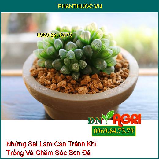 Những Sai Lầm Cần Tránh Khi Trồng Và Chăm Sóc Sen Đá