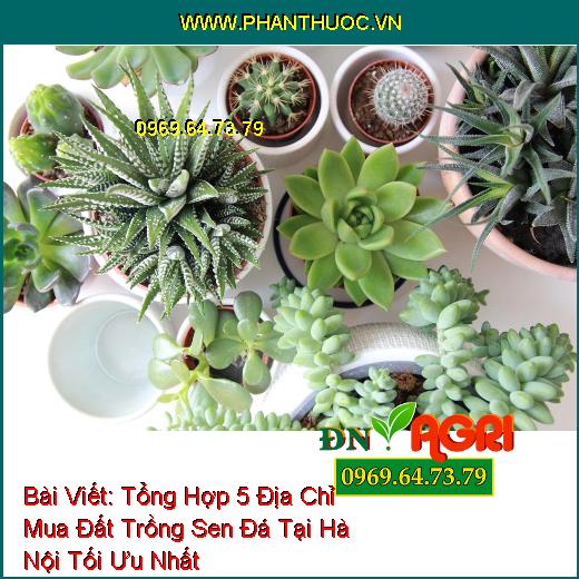 Tổng Hợp 5 Địa Chỉ Mua Đất Trồng Sen Đá Tại Hà Nội Tối Ưu Nhất