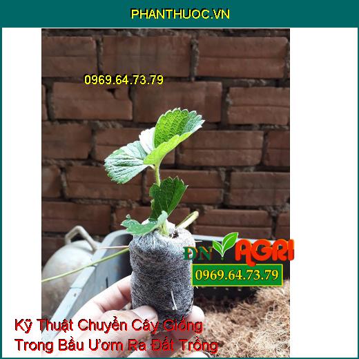 Kỹ Thuật Chuyển Cây Giống Trong Bầu Ươm Ra Đất Trồng