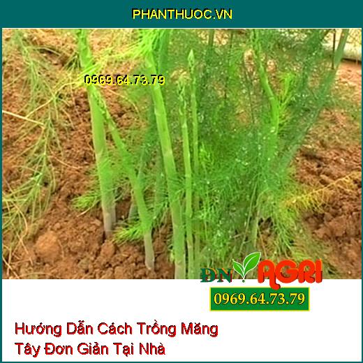 Hướng Dẫn Cách Trồng Măng Tây Đơn Giản Tại Nhà