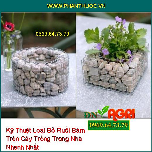 Kỹ Thuật Loại Bỏ Ruồi Bám Trên Cây Trồng Trong Nhà Nhanh Nhất