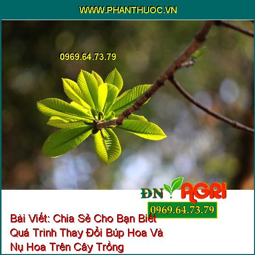 Chia Sẻ Cho Bạn Biết Quá Trình Thay Đổi Búp Hoa Và Nụ Hoa Trên Cây Trồng 