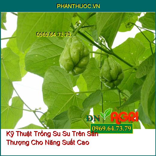 Kỹ Thuật Trồng Su Su Trên Sân Thượng Cho Năng Suất Cao