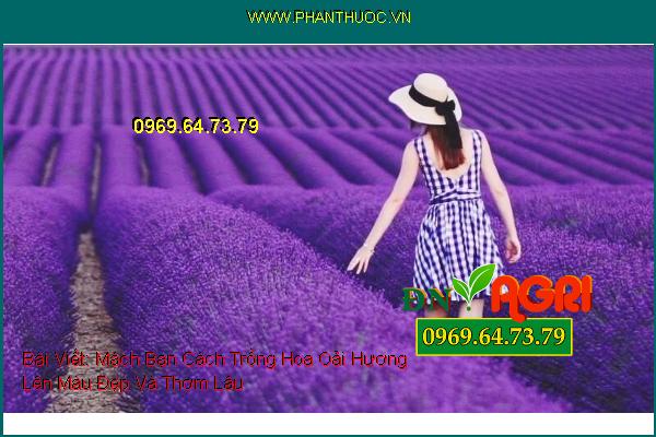 Mách Bạn Cách Trồng Hoa Oải Hương (Lavender) Lên Màu Đẹp Và Thơm Lâu