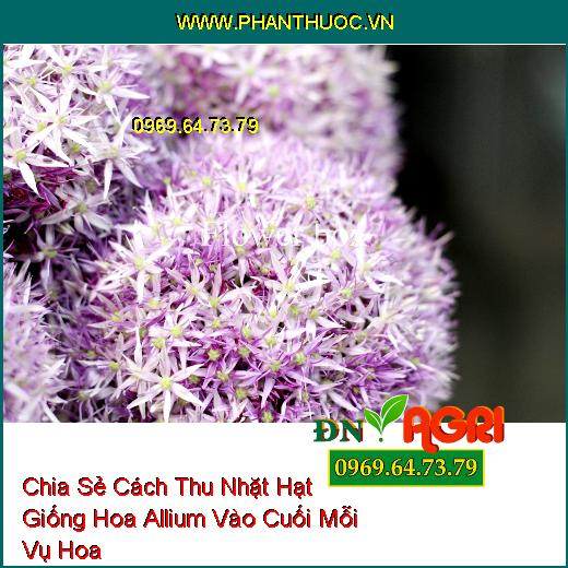 Chia Sẻ Cách Thu Nhặt Hạt Giống Hoa Allium Vào Cuối Mỗi Vụ Hoa