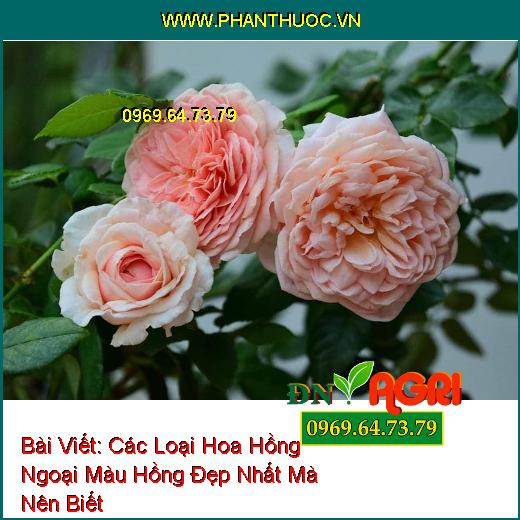 Các Loại Hoa Hồng Ngoại Màu Hồng Đẹp Nhất Mà Nên Biết