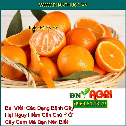 Các Dạng Bệnh Gây Hại Nguy Hiểm Cần Chú Ý Ở Cây Cam Mà Bạn Nên Biết