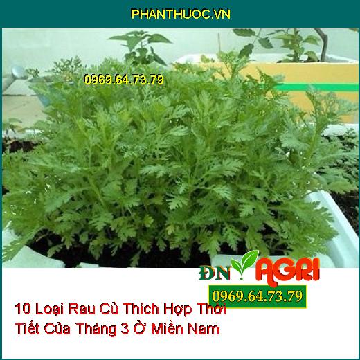 10 Loại Rau Củ Thích Hợp Thời Tiết Của Tháng 3 Ở Miền Nam