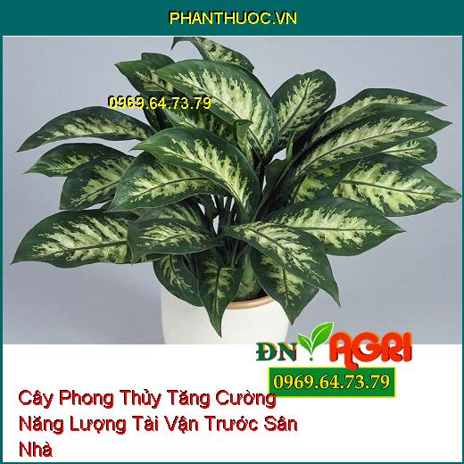 10 Loại Cây Phong Thủy Tăng Cường Năng Lượng Tài Vận Trước Sân Nhà