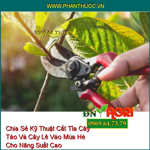 Chia Sẻ Kỹ Thuật Cắt Tỉa Cây Táo Và Cây Lê Vào Mùa Hè Cho Năng Suất Cao