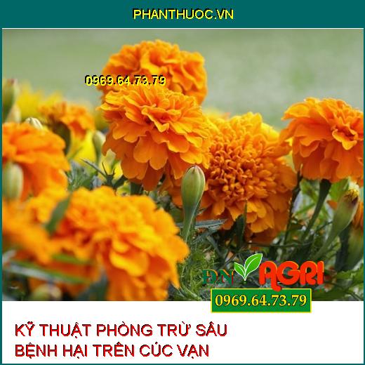 KỸ THUẬT PHÒNG TRỪ SÂU BỆNH HẠI TRÊN CÚC VẠN THỌ