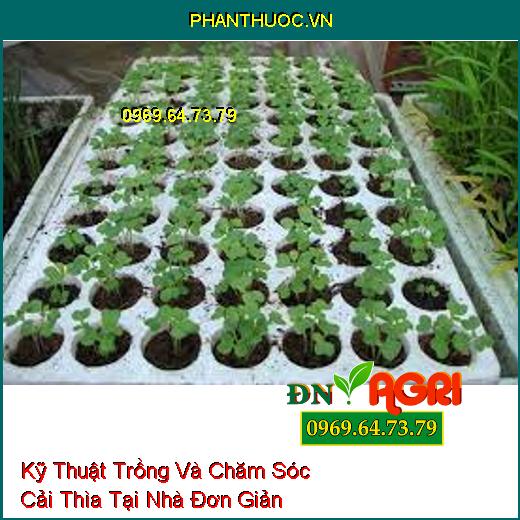 Kỹ Thuật Trồng Và Chăm Sóc Cải Thìa Tại Nhà Đơn Giản