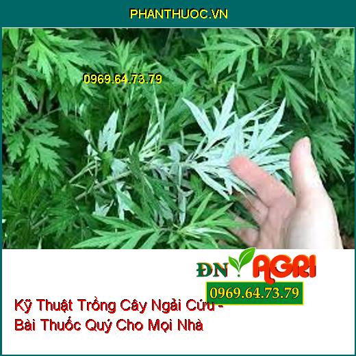 Kỹ Thuật Trồng Cây Ngải Cứu - Bài Thuốc Quý Cho Mọi Nhà