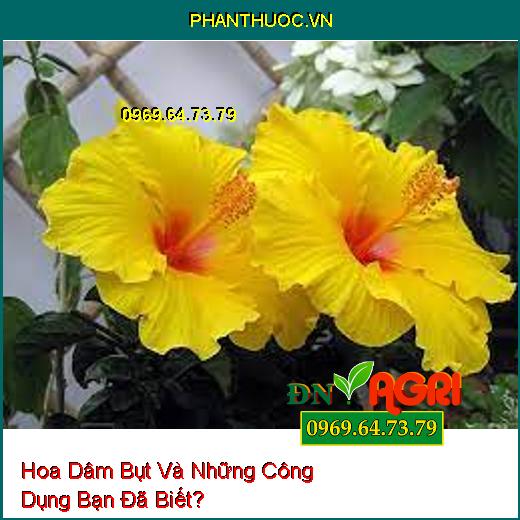 Hoa Dâm Bụt Và Những Công Dụng Bạn Đã Biết?