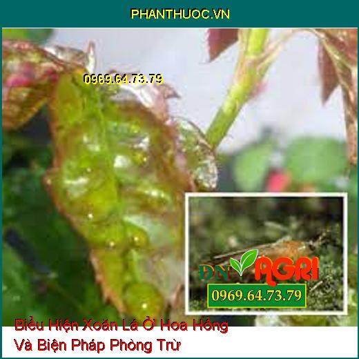 Biểu Hiện Xoăn Lá Ở Hoa Hồng Và Biện Pháp Phòng Trừ