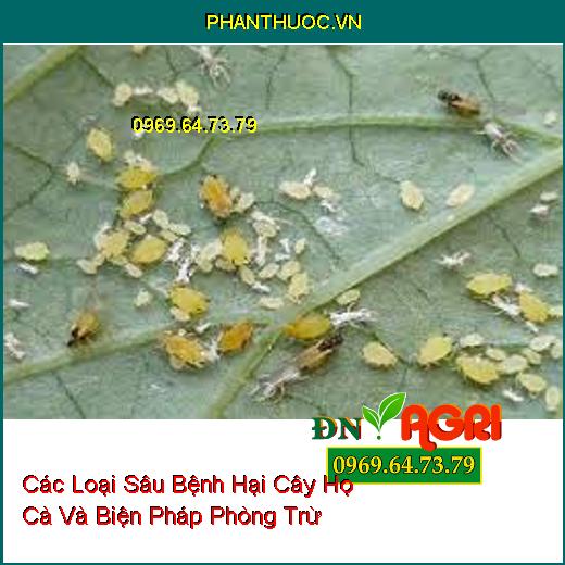 Các Loại Sâu Bệnh Hại Cây Họ Cà Và Biện Pháp Phòng Trừ