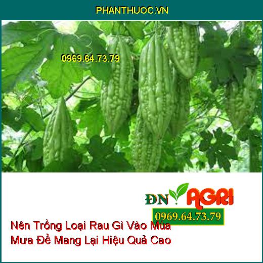 Nên Trồng Loại Rau Gì Vào Mùa Mưa Để Mang Lại Hiệu Quả Cao