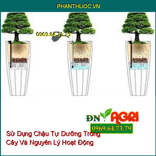 Sử Dụng Chậu Tự Dưỡng Trồng Cây Và Nguyên Lý Hoạt Động