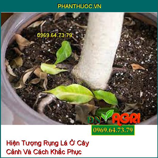 Hiện Tượng Rụng Lá Ở Cây Cảnh Và Cách Khắc Phục