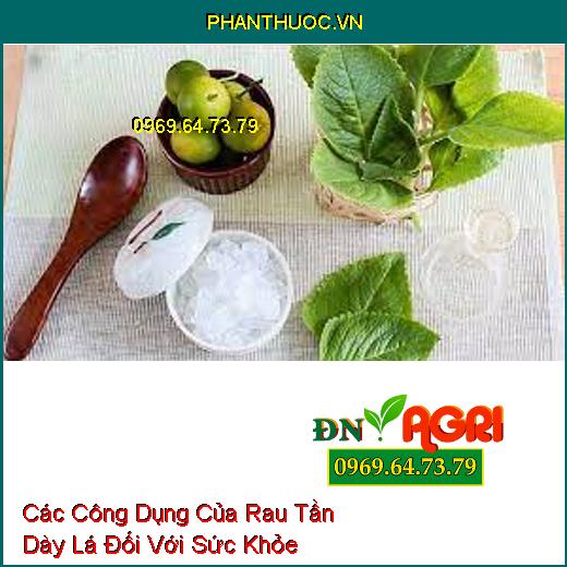 Các Công Dụng Của Rau Tần Dày Lá Đối Với Sức Khỏe