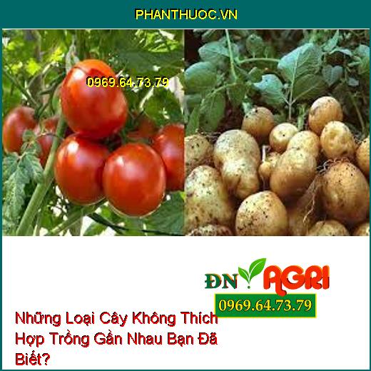 Những Loại Cây Không Thích Hợp Trồng Gần Nhau Bạn Đã Biết?